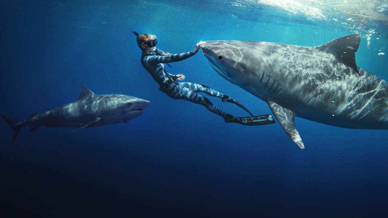 Shark Whisperer - คนรักษ์ฉลาม