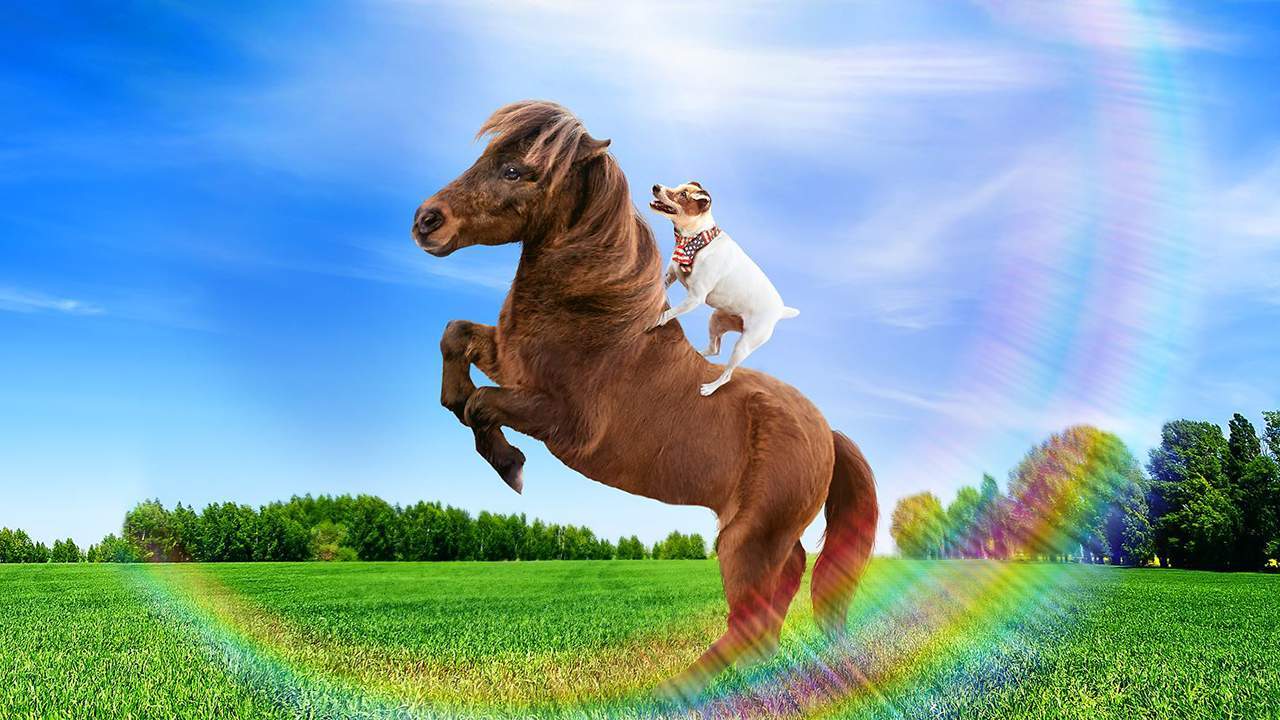 Adventures of Dally & Spanky - การผจญภัยของ ดาร์ลี่ และ สเปนกี้ (พากย์ไทย) - 2019